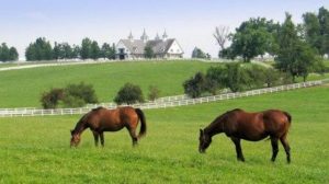 Photo of 2 horses grazing in the pastures with a white fence and a nice house in the background