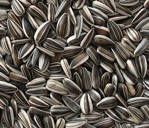 closeup of striped sunflower seeds
