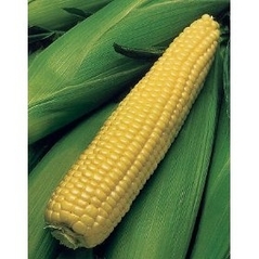 Sweet Corn (Incredible)