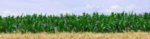 seed corn