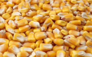 Corn Feed