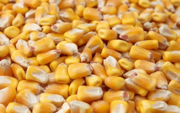 closeup of shelled corn