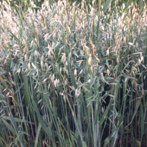 Photo of seed oats in field