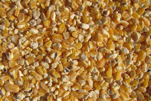 closeup of coarse cracked corn