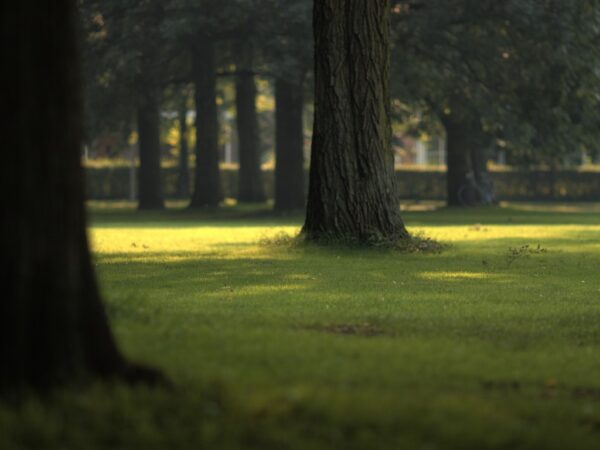 photo of a park with grass and focused on one tree in particular.